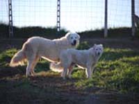 pastore abruzzese